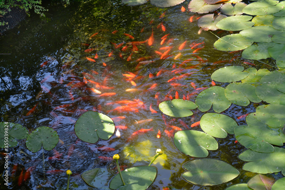 Goldfische Fr Den Teich