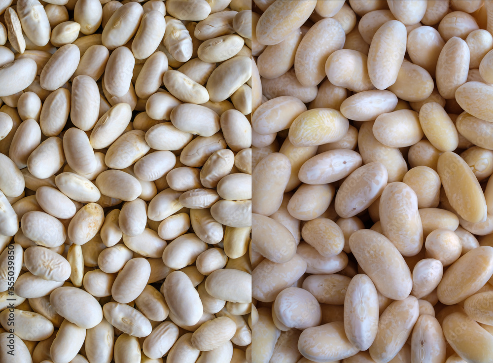 white kidney beans dry and hydrated in water, activated legumes ready to cook, raw vegan vegetarian food