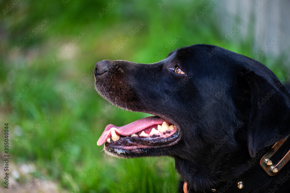 Portrait of a beautiful, positive black dog Portrait of a beautiful, positive black dog