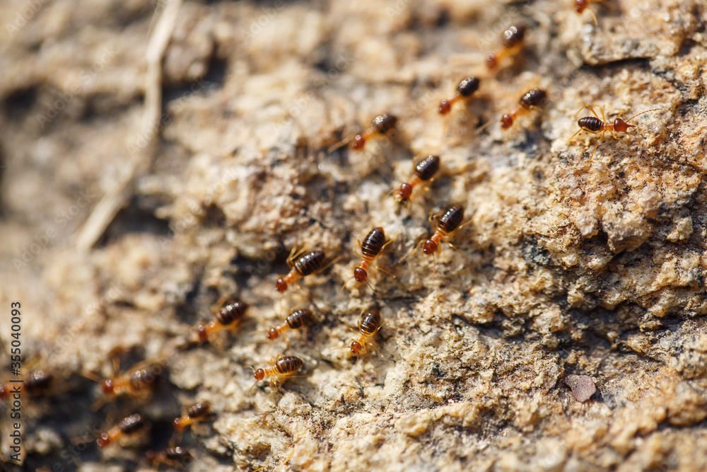 brown ants crawl along a rocky road