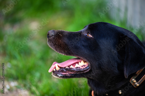 Portrait of a beautiful  positive black dog