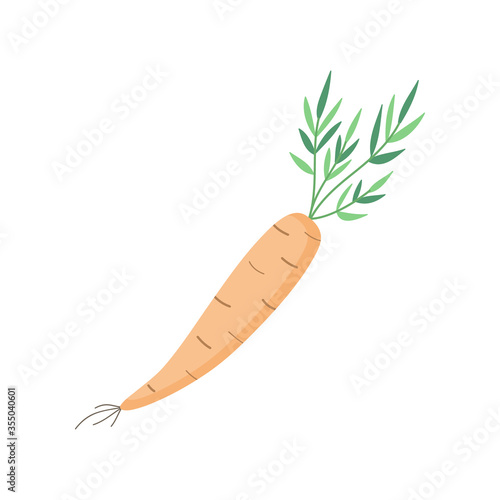 Canvastavla Carrot vegetable vector illustration icon