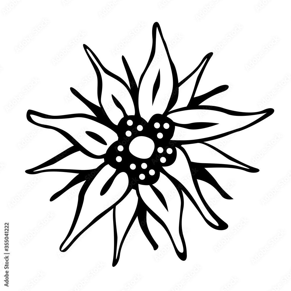 Edelweiss flower isolated on white background Edelweiss flower isolated on white background