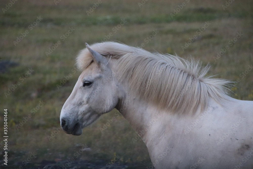 Obraz premium icelandic horse
