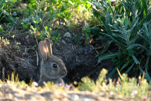 Wild baby European rabbit comes out of his burrow and look at camera. 