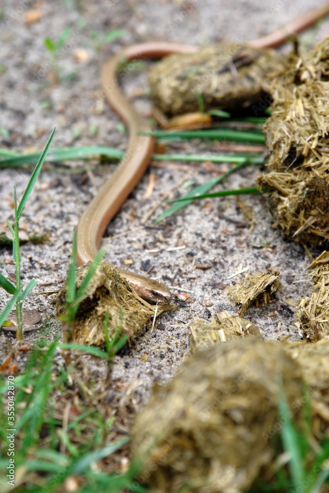 Fototapeta premium Close up of Anguis fragilis, a legless lizard, reptile native to Europe, known as deaf adder, a slowworm, a blindworm, or regionally, a long-cripple next to horse droppings. Poland, Europe