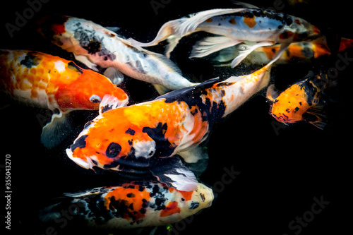 Fancy carp swimming in a pond. Fancy Carps Fish or Koi Swim in black background  Movement of Swimming and Space.
