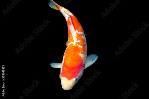 Fancy carp swimming in a pond. Fancy Carps Fish or Koi Swim in black background, Movement of Swimming and Space.