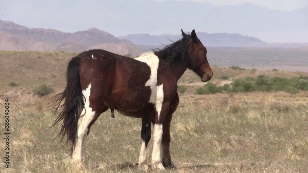 Wild Horses in the Utah Desert in Spring Wild Horses in the Utah Desert in Spring