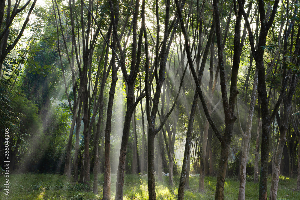 Obraz premium Sun light shine through the tree in morning, Beautiful flare light of beginning new day with warm sunbeam light, Atmosphere of morning in the middle of forest