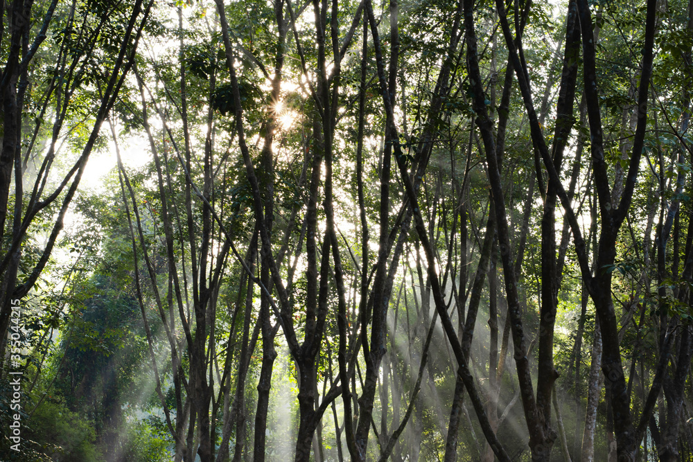 Naklejka premium Sun light shine through the tree in morning, Beautiful flare light of beginning new day with warm sunbeam light, Atmosphere of morning in rural