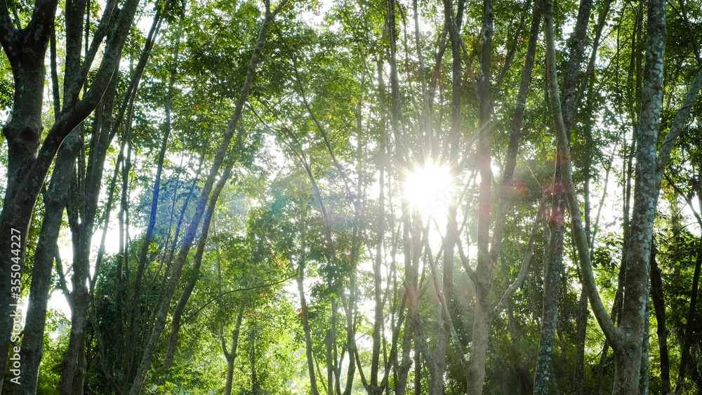 Naklejka premium Beautiful light of morning sun in Thailand, Sun light shine through the tree in morning, Beautiful flare light of beginning new day with warm sunbeam light, Atmosphere of morning in rural