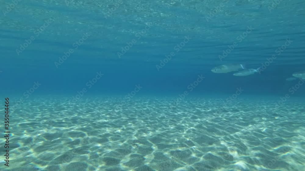 School of Mullet fish floats in shallow water between the sandy bottom and the surface on blue water in the bright sun rays School of Mullet fish floats in shallow water between the sandy bottom and the surface on blue water in the bright sun rays
