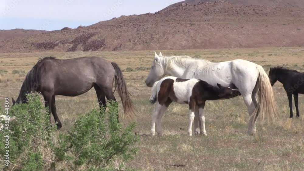 Wild Horses in the Utah Desert in Spring Wild Horses in the Utah Desert in Spring