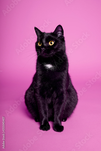 Black cat on a pink background. Friday the 13th