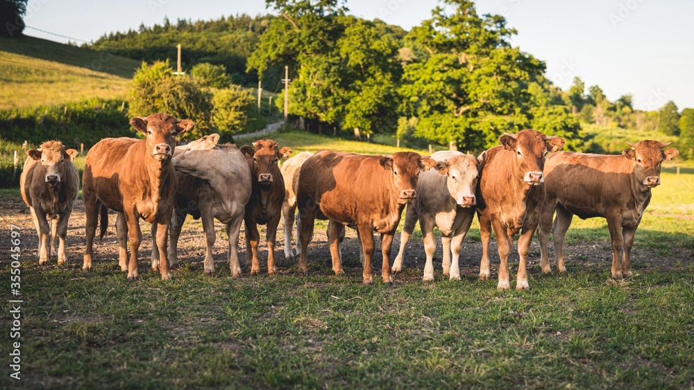 Jeunes vaux et vaches en troupeau dans un champ en Normandie