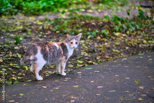 Beautiful street cat looks into the frame