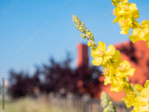Macro view of beautiful yellow flowers of a lovely St. William`s wort Agrimonia eupatoria photo