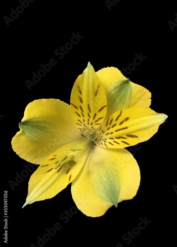 A yellow Alstroemeria flower isolated on a black background