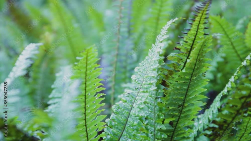 Ferns in tropical forest. Close-up natural leaf pattern texture. Green fern plant leaf. Ferns in tropical forest. Close-up natural leaf pattern texture. Green fern plant leaf.
