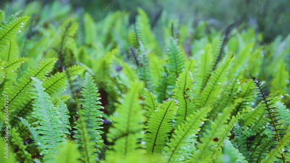 Ferns in tropical forest. Close-up natural leaf pattern texture. Green fern plant leaf. Ferns in tropical forest. Close-up natural leaf pattern texture. Green fern plant leaf.
