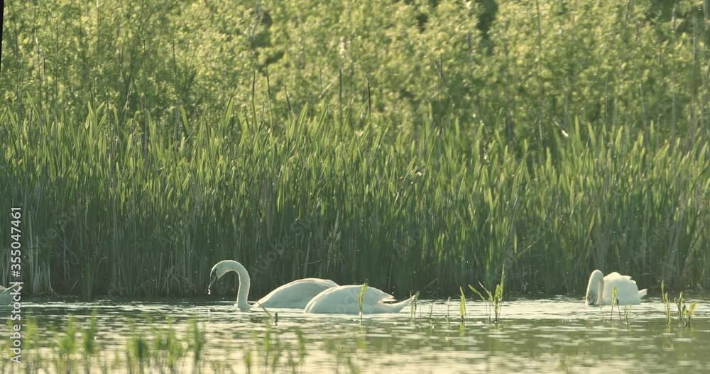 Biodiversity awareness protection, biodiversity of swans ecosystem