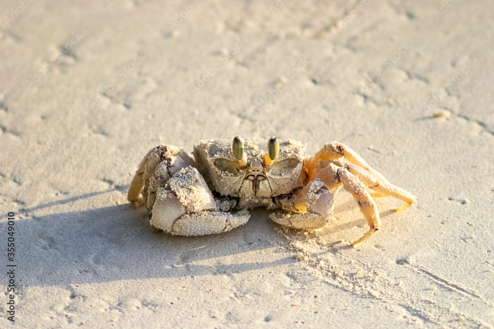 Ghost crab on the beach sand