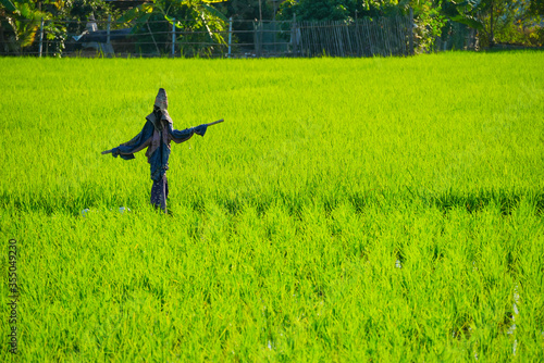 A local scarecrow in the fresh green rice field background.