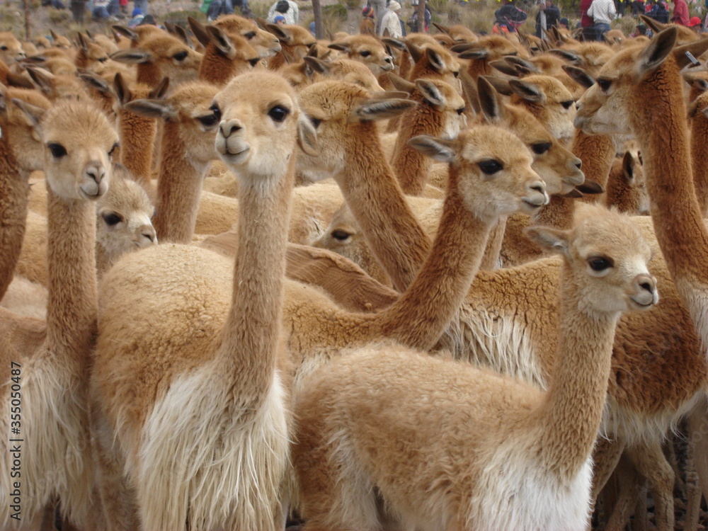 Vicuñas en pampa Galeras Vicuñas en pampa Galeras