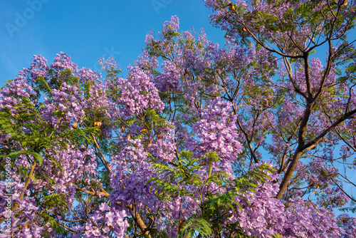 Purple Jacaranda tree in bloom in Mexico