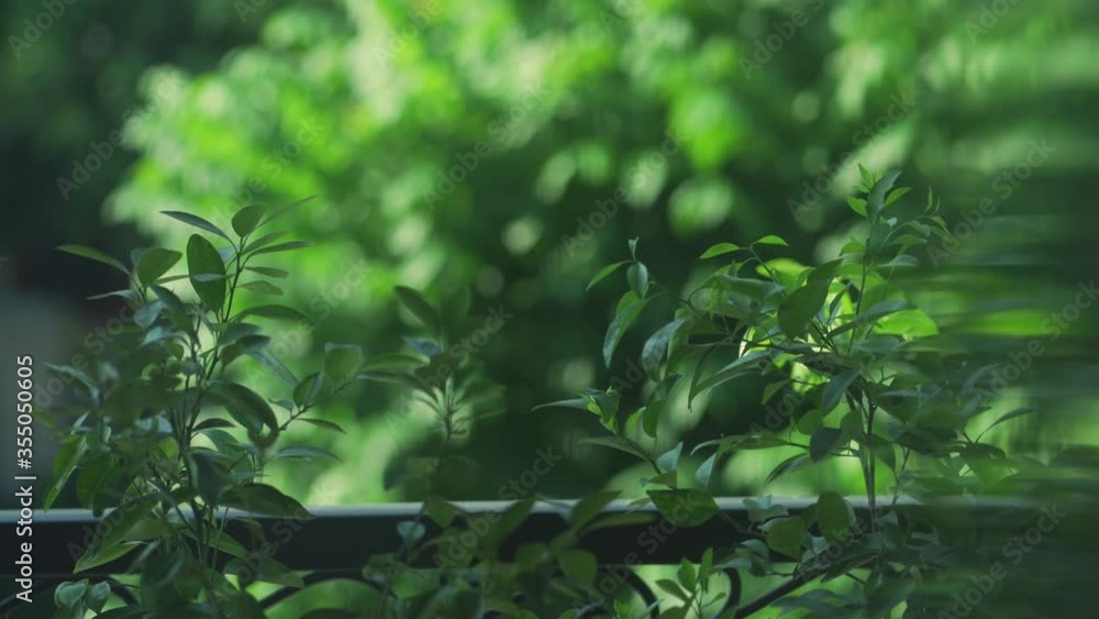 Orange tree leaves with bokeh background 4k 30fps Orange tree leaves with bokeh background 4k 30fps