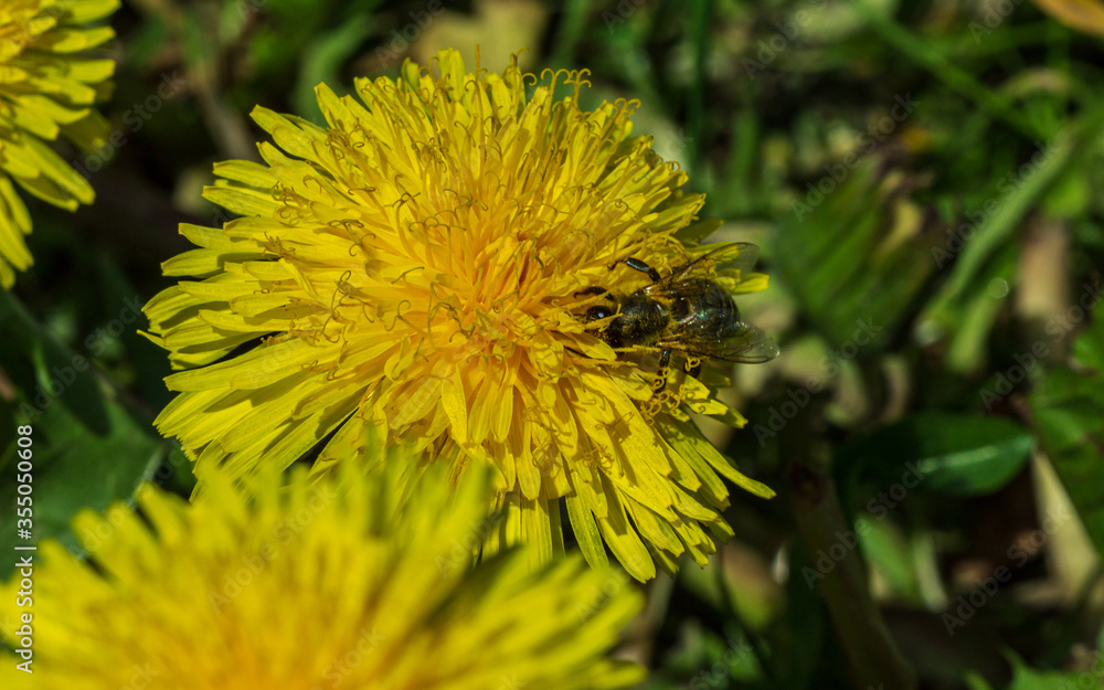 Flower insect bee looking for pollen in yellow dandelion