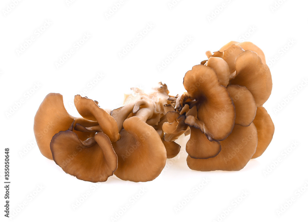 Fototapeta premium maitake mushrooms on white background