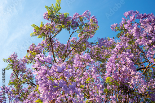 Purple Jacaranda tree in bloom in Mexico