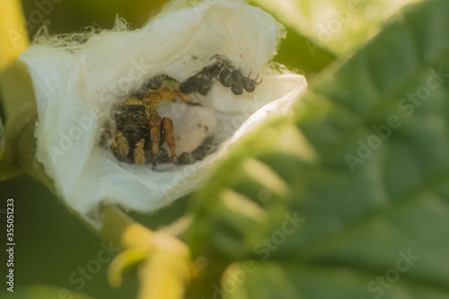 protective spider photo