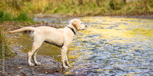 Golden Retriever / Labrador Puppy on the bank of a river