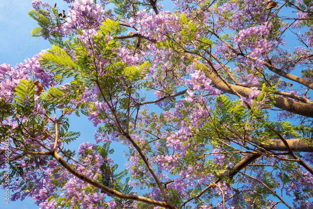 Purple Jacaranda tree in bloom in Mexico Purple Jacaranda tree in bloom in Mexico