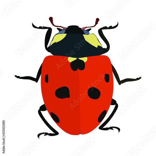 Ladybug vector on a white background. Ladybug or ladybird vector graphic illustration, isolated. Cute realistic flat design of beetle. Place for text. Easy to use. Zoology.