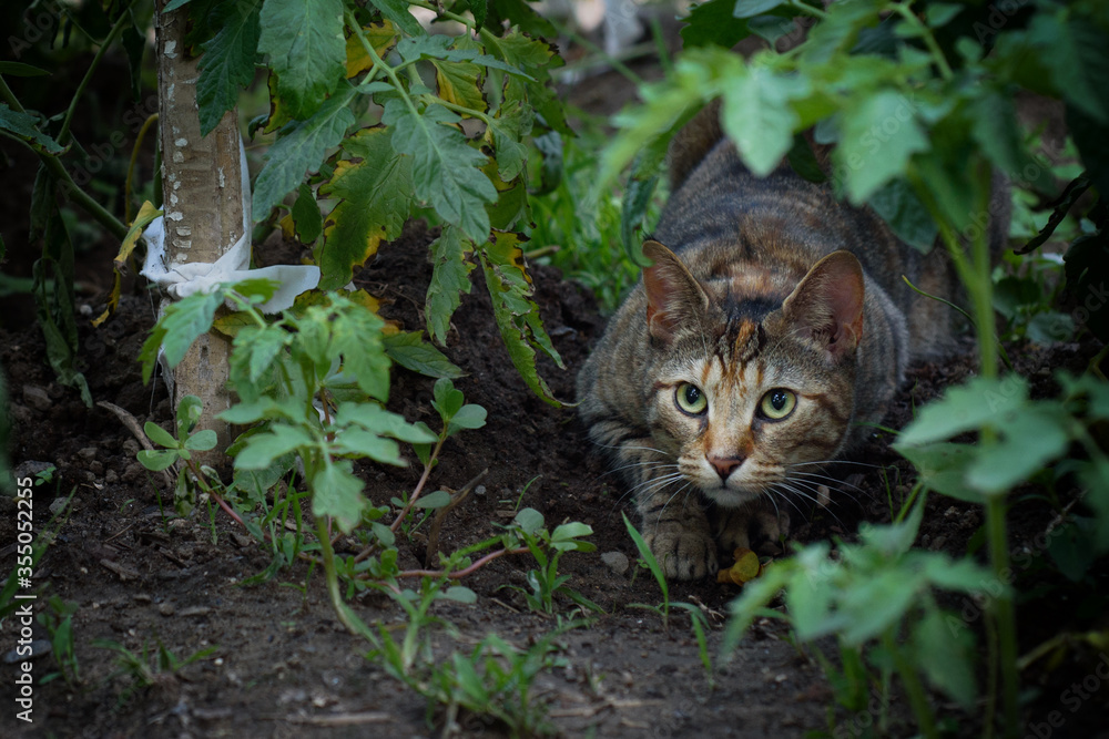 A domestic cat in a garden crouched in a hunting position. A domestic cat in a garden crouched in a hunting position.