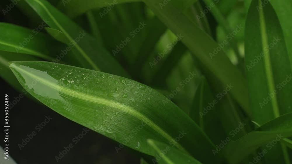 Close up shot of a water drop on a plant 4k 30fps Close up shot of a water drop on a plant 4k 30fps