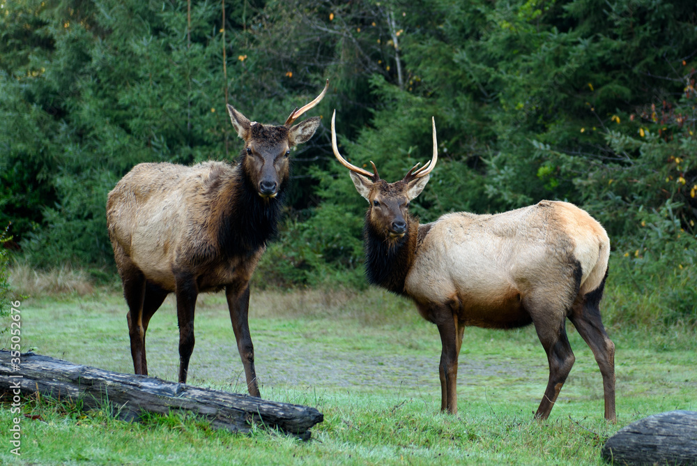 Roosevelt elk (Cervus canadensis roosevelti) grazing in a field. Humboldt County, California. Roosevelt elk (Cervus canadensis roosevelti) grazing in a field. Humboldt County, California.