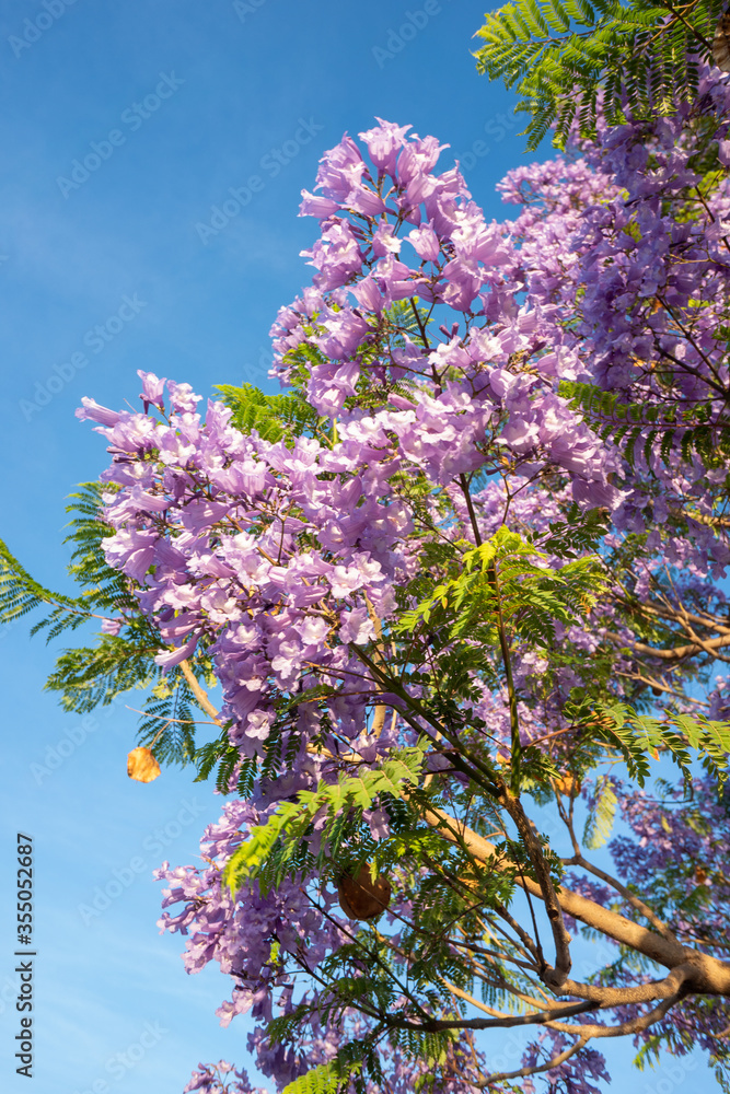Purple Jacaranda tree in bloom in Mexico Purple Jacaranda tree in bloom in Mexico