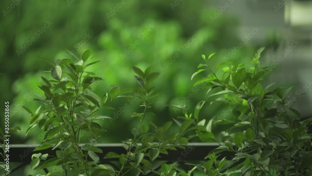 Fresh green plants after the rain 4k 30fps Fresh green plants after the rain 4k 30fps