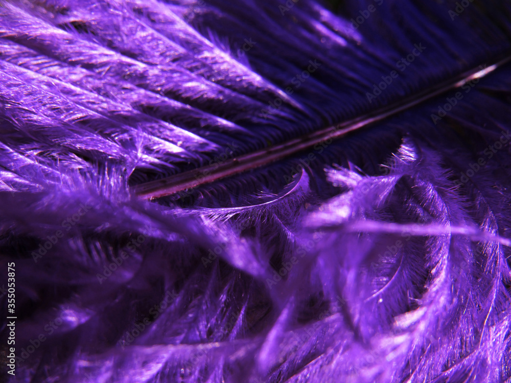 Obraz premium purple feathers background
