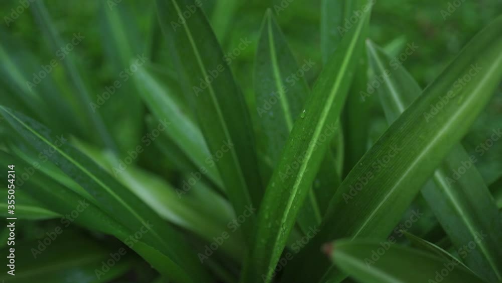 Fresh green plants after the rain 4k 30fps Fresh green plants after the rain 4k 30fps