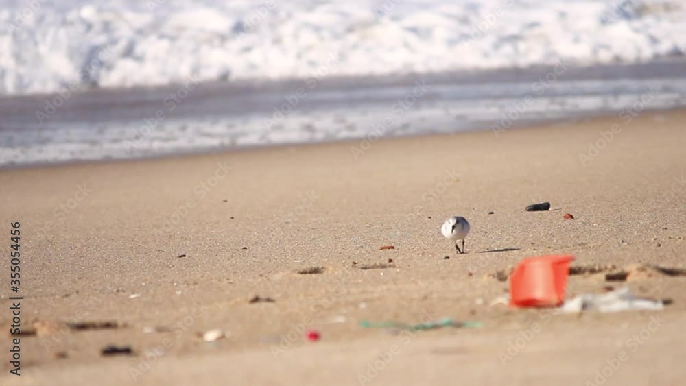 Sanderling bird wandering between trash debris on a beach at seaside Sanderling bird wandering between trash debris on a beach at seaside