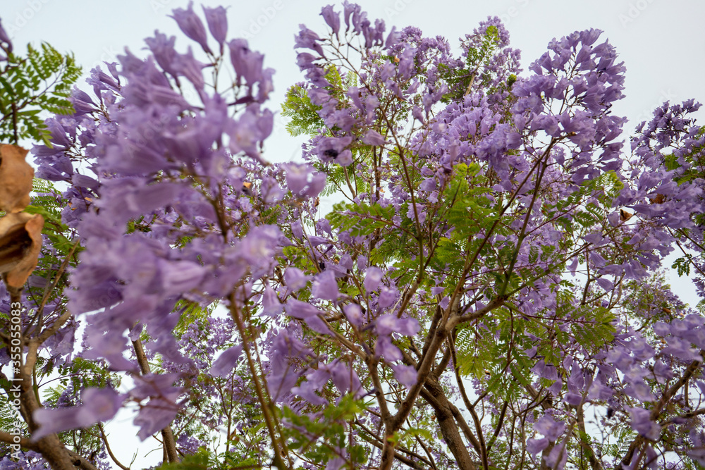 Purple Jacaranda Tree in bloom