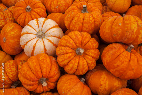 Pumpkins for sale in autumn at a local farmers market in autumn