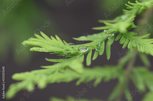 close up of pine needles