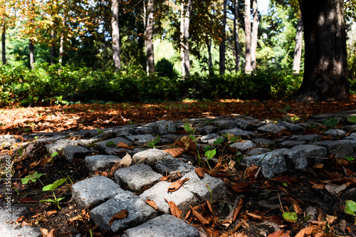 autumn in the forest
